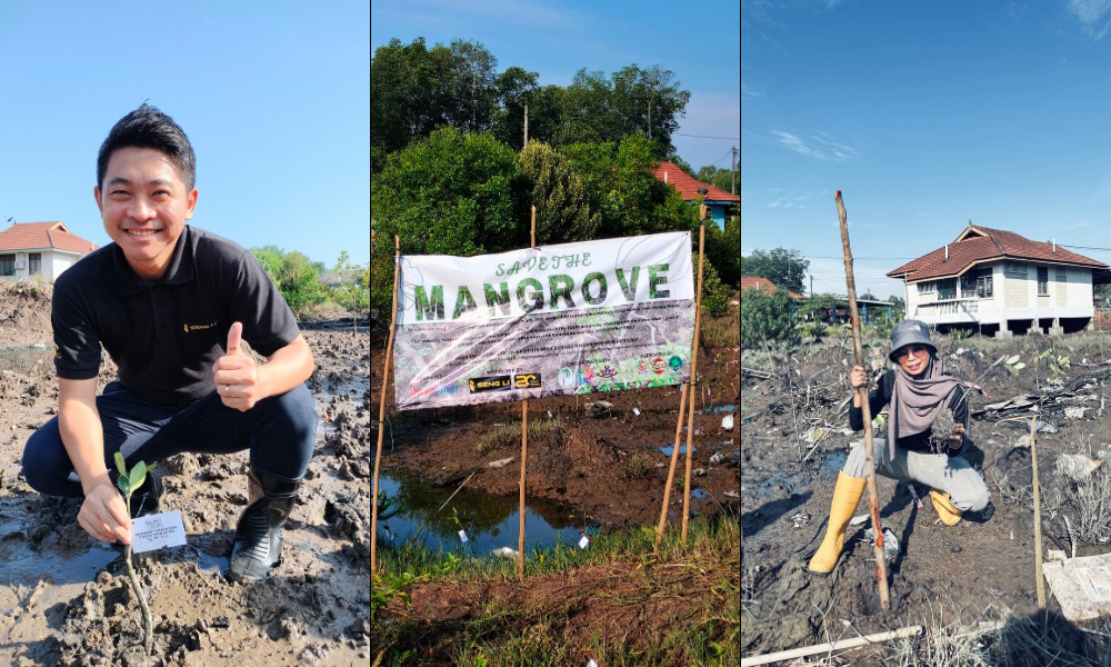 Save the Mangrove 1.0
